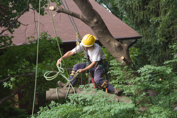 Best Arborist Consultation Services  in East Hills, NY