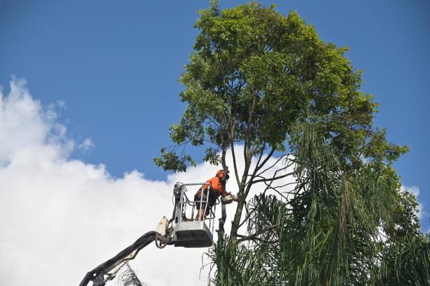 Best Tree Preservation Services  in East Hills, NY