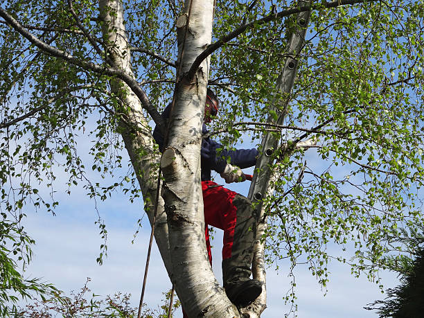 How Our Tree Care Process Works  in  East Hills, NY