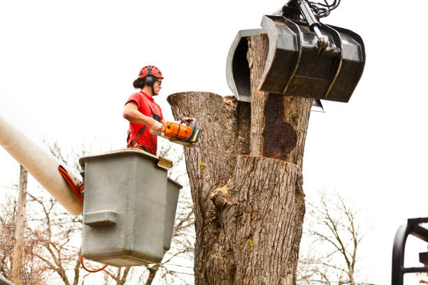 Best Tree Maintenance Programs  in East Hills, NY